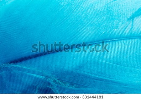 Blue Feather Texture Closeup