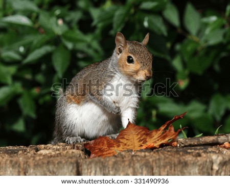 Portrait of a grey squirrel eating nuts on a tree stump in autumn 
