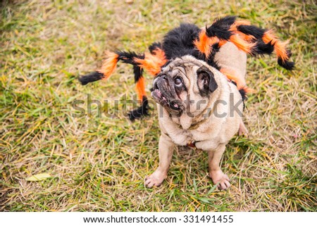Dog Mops. Dog dressed as Spiderman