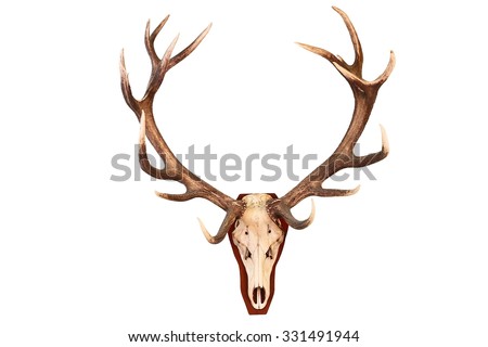 awesome red deer hunting trophy isolated over white background ( Cervus elaphus ) Royalty-Free Stock Photo #331491944