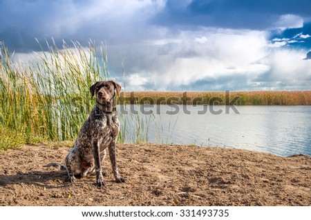 dog sitting by the river