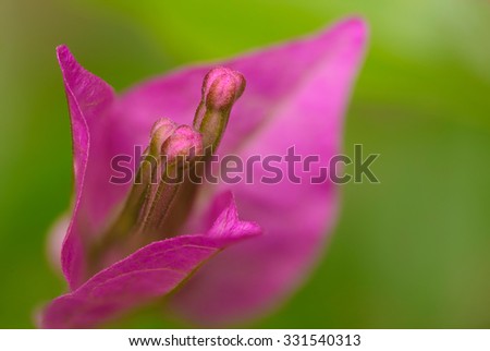 Closeup of a Bougainvillea pink leaves and closed bud, 27 pictures stacked