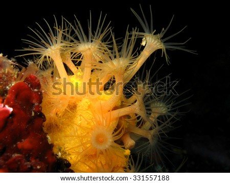 Underwater shot of Yellow encrusting anemone, Gelbe Krustenanemone, Parazoanthus axinellae in adriatic sea Croatia