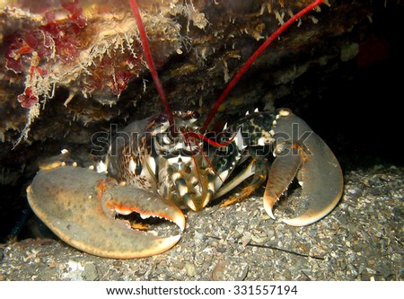 Common European Lobster underwater in a cave under a ship wreck with giant claws. Royalty-Free Stock Photo #331557194