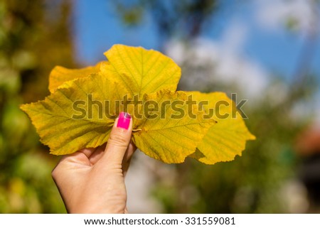 Leaves, autumn