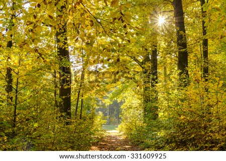 Autumn in forest. View showing path leading out of the forest into sunlit meadow. Amazing autumn yellow and green colors. The sun with its rays peeking through the trees.