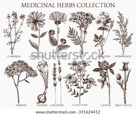 Vector collection of hand drawn spices and herbs. Botanical plant illustration. Vintage medicinal herbs sketch set.  Royalty-Free Stock Photo #331624412