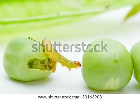Closeup shot of Worm crawling over the peas