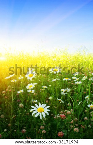 Flower field and sun.