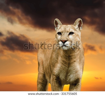 gorgeous  leopard on the sky background