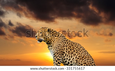 gorgeous  leopard on the sky background