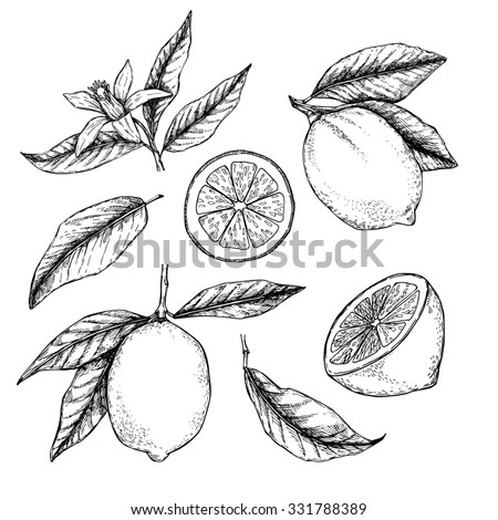 Hand drawn vector illustration - Collections of Lemons. Blossom plant with leaves Royalty-Free Stock Photo #331788389