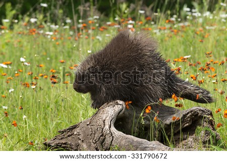 Porcupine (Erethizon dorsatum) Perches on Log Looking Left - captive animal