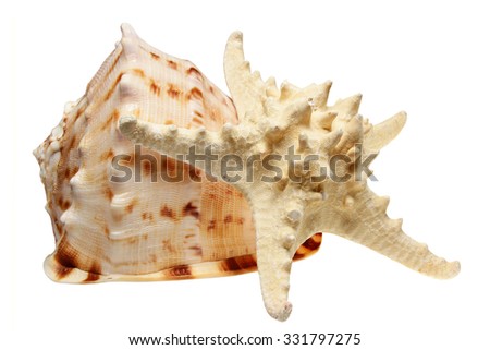 Sea cockleshell it is isolated on a white background