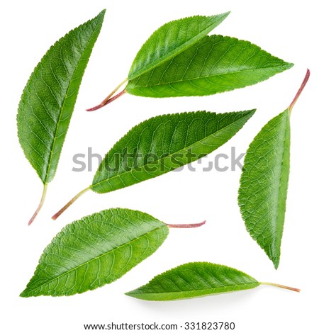Cherry leaf. Collection isolated on white Royalty-Free Stock Photo #331823780