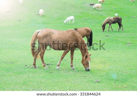 Brown horses eating grass in farm.
