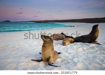 Galapagos Sea Lion Royalty-Free Stock Photo #331851779