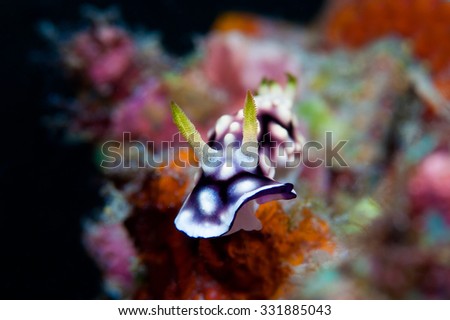 White, purple and black nudibranch. Underwater photo. Philippines