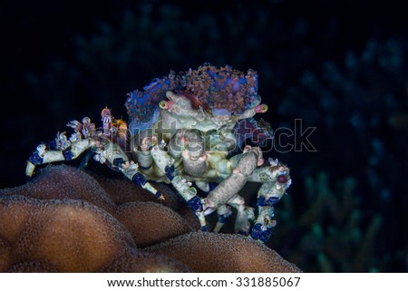 Hermit Crab Dardanus calidus, with sea anemones on its shell,  Underwater photo.
