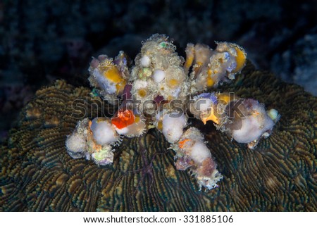 Hermit Crab Dardanus calidus, with sea anemones on its shell,  Underwater photo.