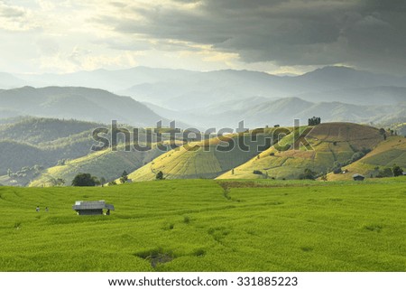 RiceField on the mountain