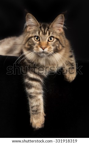 Full body shot of pedigree Maine Coon cat isolated on black background indoors in studio.