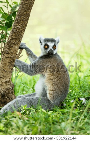 Alert the ring-tailed lemur
