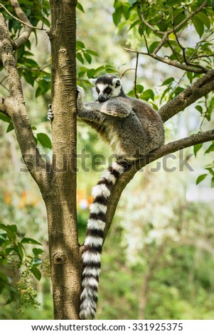 The ring-tailed lemur to rest in the trees