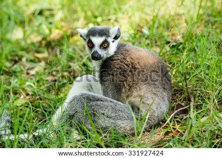 Ring-tailed lemur portrait close up