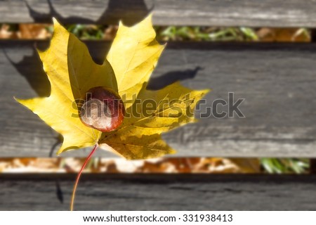 Chestnut On Yellow Leaf On Wooden Background