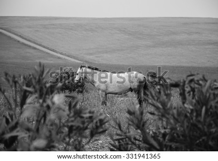 Tethered horse in the field at the evening dusk (Portugal). Selective focus on the horse. Blurred plants at foreground. Aged photo. Black and white.