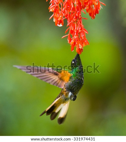 Hummingbird flies to flower. Ecuador. South America. An excellent illustration.