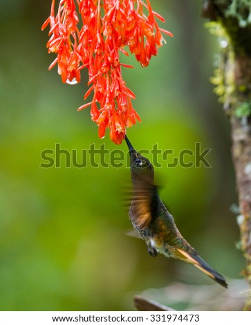 Hummingbird flies to flower. Ecuador. South America. An excellent illustration.