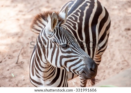 Black and white Zebra in the zoo