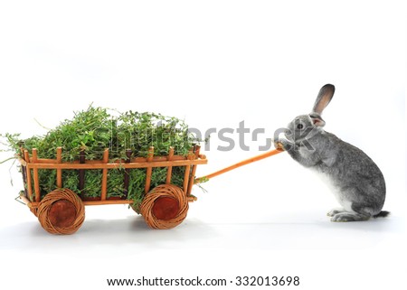 grey rabbits  in the cart on a white background