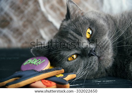 Close view at homemade halloween sweets gingerbread cookies  cat over black wooden table with spiderweb and cat. Focus on a animal