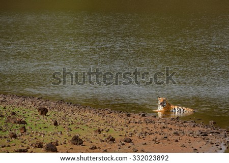 TIGER IN THE WATER ! 
Captured in India