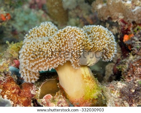 underwater coral 