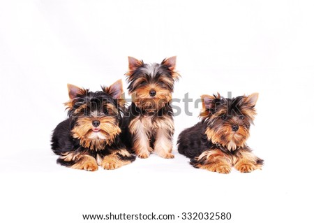 Three Yorkshire terrier puppy sitting on a white background