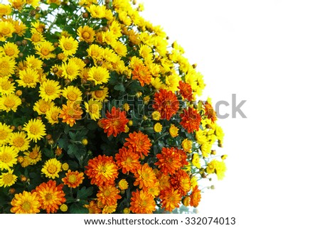 beautiful bouquet of bright chrysanthemums on a white background