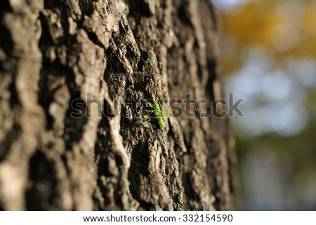 green grasshopper on tree trunk