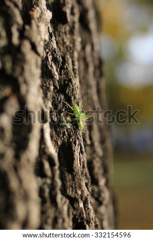 closeup of green grasshopper on tree trunk
