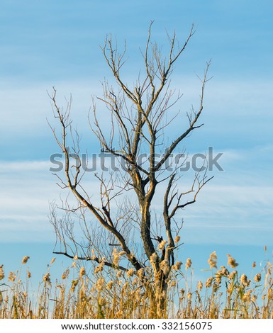Alone dead tree with reed in the Delta of the Volga River, Russia