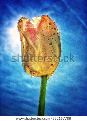 Tulip with dew