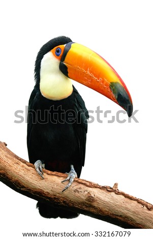 Toco Toucan (Ramphastos toco) resting on a branch isolated on a white background