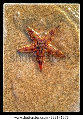 Starfish in the Arabian Gulf