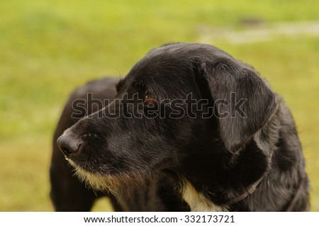 Sad Black dog looking in the direction of waiting for the host