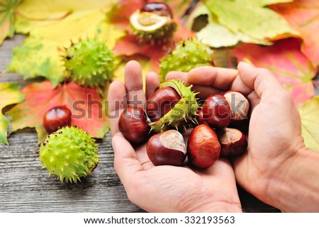 Fresh chestnuts in the hands on background autumn leaves