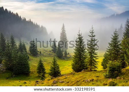 fir trees on meadow between hillsides with conifer forest in fog under the blue sky before sunrise Royalty-Free Stock Photo #332198591