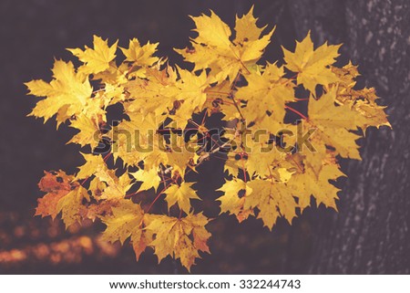 Colorful cluster of maple leafs during autumn in sunlight against dark background, filter applied
